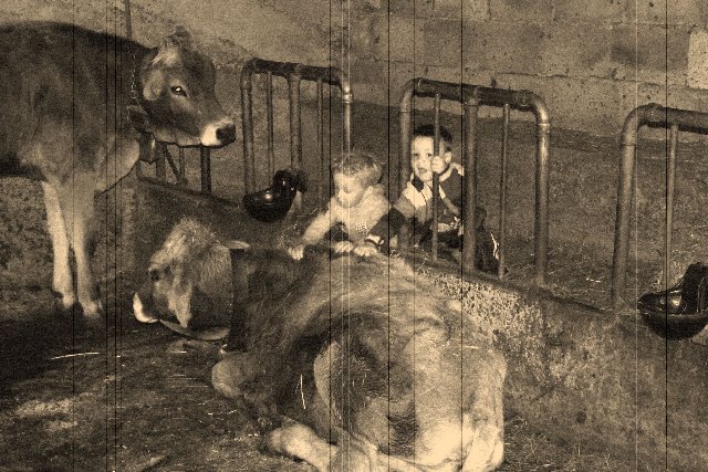 Photograph